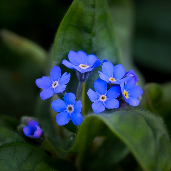 Forget me notイヤリング（わすれな草、ハートゴールド） 5枚目の画像