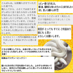 お気に入り4100件突破‼︎ 白蛇の抜け殻＆馬のたてがみ お守り【台紙ありタイプ】 6枚目の画像