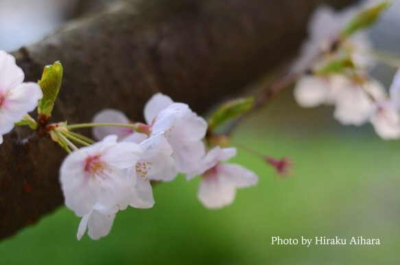 桜 1枚目の画像