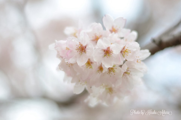 桜に想ふ 1枚目の画像