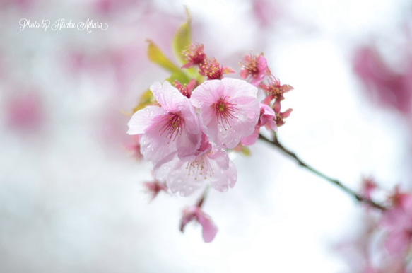 桜のささやき 1枚目の画像