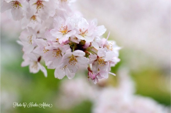 桜の賑わい 1枚目の画像