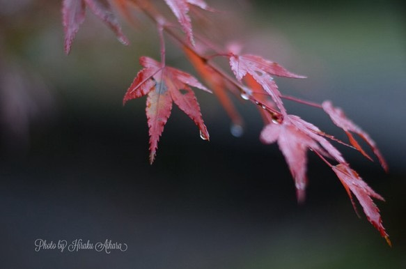 秋の雨 1枚目の画像