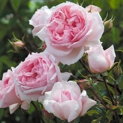 【rie.t】オーガンジーの花咲バレッタ  イングリッシュローズ 5枚目の画像