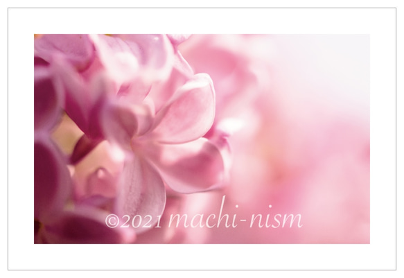 【花 colors】オリジナルフォト ポストカード５枚組 5枚目の画像