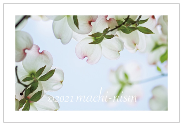 【花 colors】オリジナルフォト ポストカード５枚組 6枚目の画像