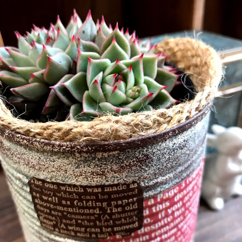 ナイショのリメイク缶お楽しみお得セット】多肉植物・観葉植物