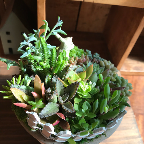 ゆうパック》多肉植物寄せ植え そのまま飾れる お家型ポット 可愛い
