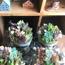 お返事まだかな♪」∮多肉植物の寄せ植え∮箱庭＊木箱プランター