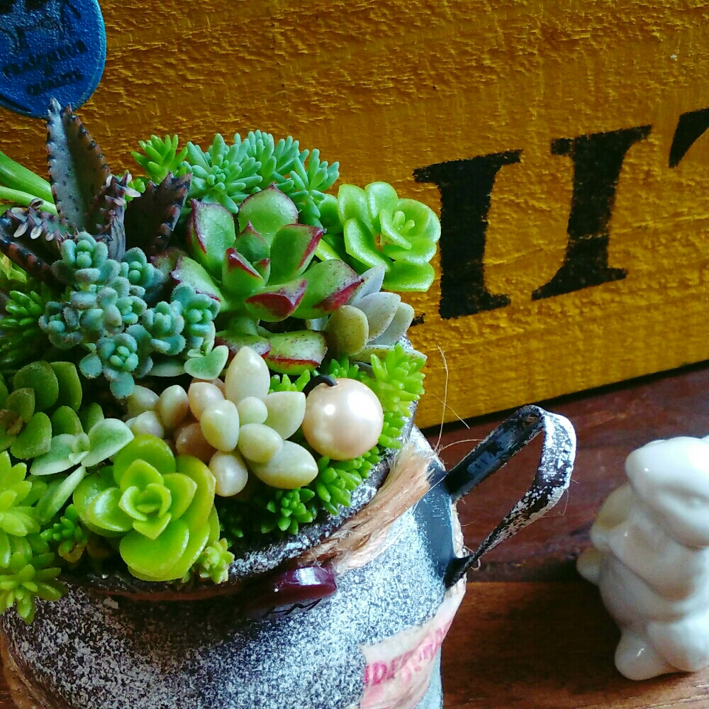 再々々々…販【セダム in ミルク缶＊】∮多肉植物の寄せ植え