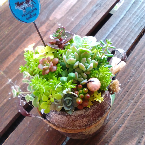 再々々々…販【セダム in ミルク缶＊】∮多肉植物の寄せ植え