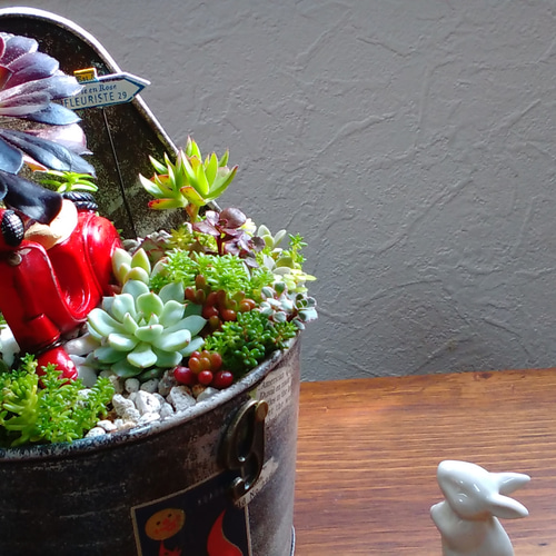 ★★壁掛け❤️★寄せ植え★このまま飾れます★多肉植物★★ 壁掛け籠付き 多肉植物 寄せ植えの通販 by なす's shop｜ラクマ