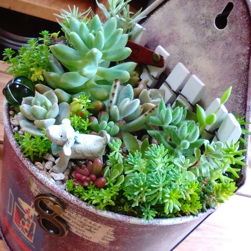 リメイク缶333☆多肉植物☺︎︎寄せ植え☺︎︎インテリア