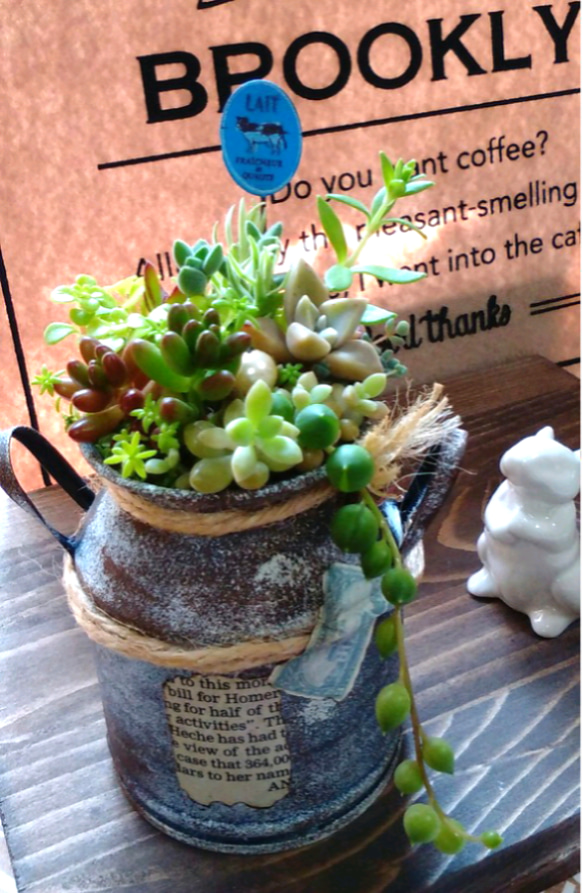 セダム in ミルク缶*【御予約販売】 ∮多肉植物の寄せ植え∮雑貨