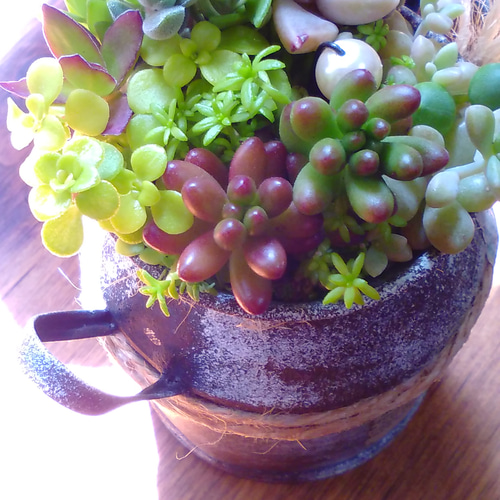 セダム in ミルク缶*【御予約販売】 ∮多肉植物の寄せ植え∮雑貨
