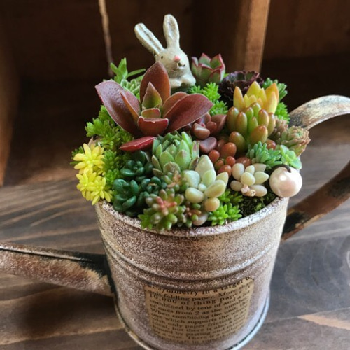 blooming *再々々…販∮多肉植物の寄せ植え∮雑貨リメイク缶＊ジョーロ  
