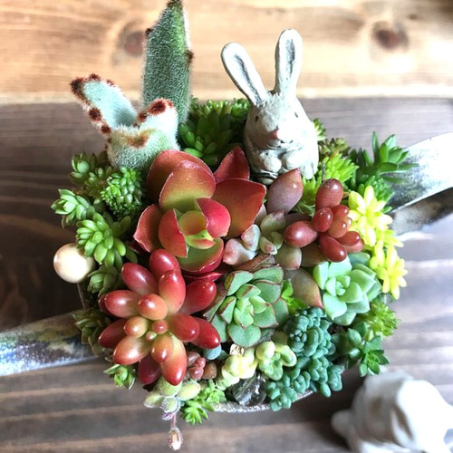 blooming *再々々…販∮多肉植物の寄せ植え∮雑貨リメイク缶＊ジョーロ  