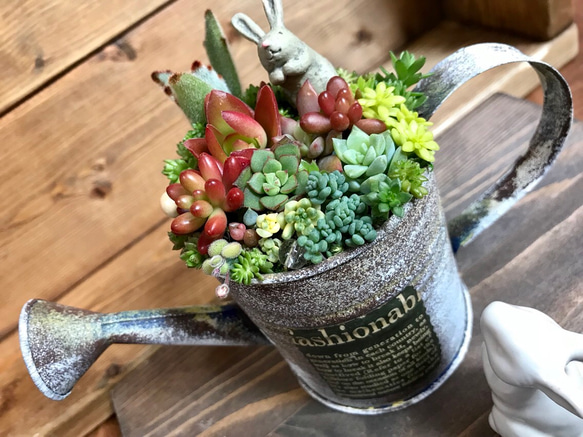 blooming *再々々…販∮多肉植物の寄せ植え∮雑貨リメイク缶＊ジョーロ＊ハンドメイド＊虹の玉＊セダム＊ うさぎ 2枚目の画像