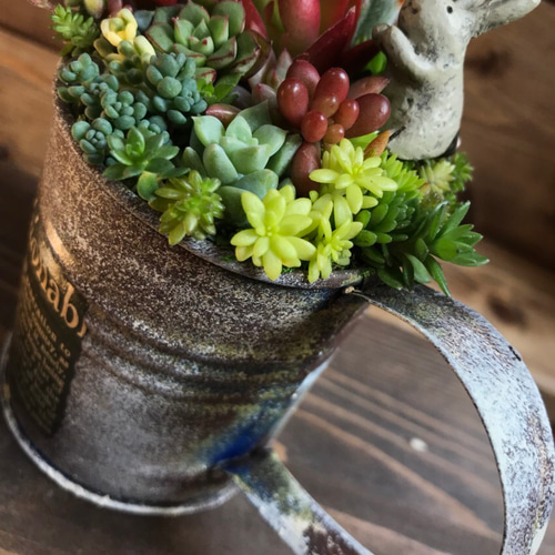 blooming *再々々…販∮多肉植物の寄せ植え∮雑貨リメイク缶＊ジョーロ  