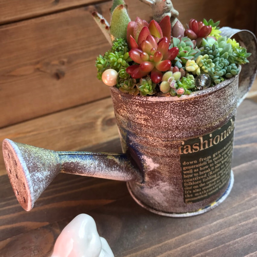 blooming *再々々…販∮多肉植物の寄せ植え∮雑貨リメイク缶＊ジョーロ  