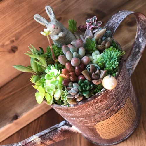 blooming *再々々…販∮多肉植物の寄せ植え∮雑貨リメイク缶＊ジョーロ  