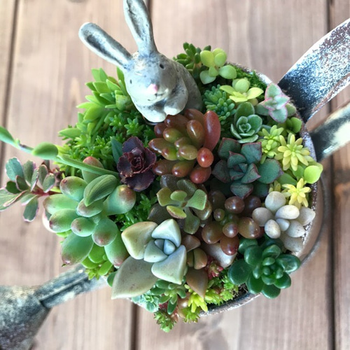 blooming *再々々…販∮多肉植物の寄せ植え∮雑貨リメイク缶＊ジョーロ  