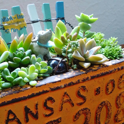 ○再々…販○待ってるからね♪∮多肉植物の寄せ植え∮箱庭＊ナンバー