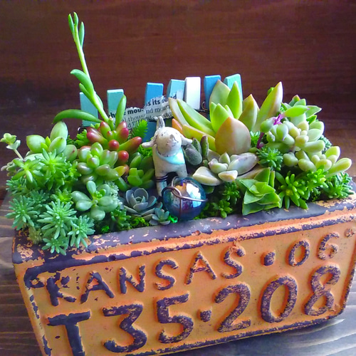 ○再々…販○待ってるからね♪∮多肉植物の寄せ植え∮箱庭＊ナンバー