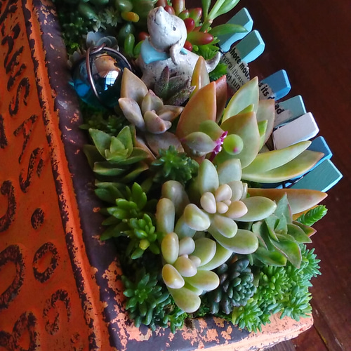 ○再々…販○待ってるからね♪∮多肉植物の寄せ植え∮箱庭＊ナンバー