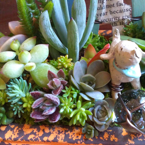 ○再々…販○待ってるからね♪∮多肉植物の寄せ植え∮箱庭＊ナンバー