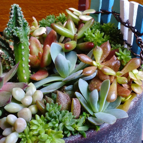 多肉植物 寄せ植え 男前リメ缶セット*:☆.。