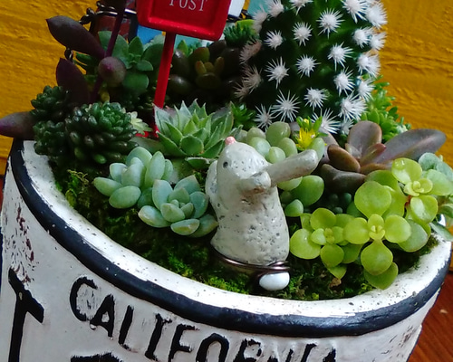 【珍品】多肉植物 硫黄団扇 赤い妖 珍品】多肉植物 硫黄団扇 赤い妖 - メルカリ