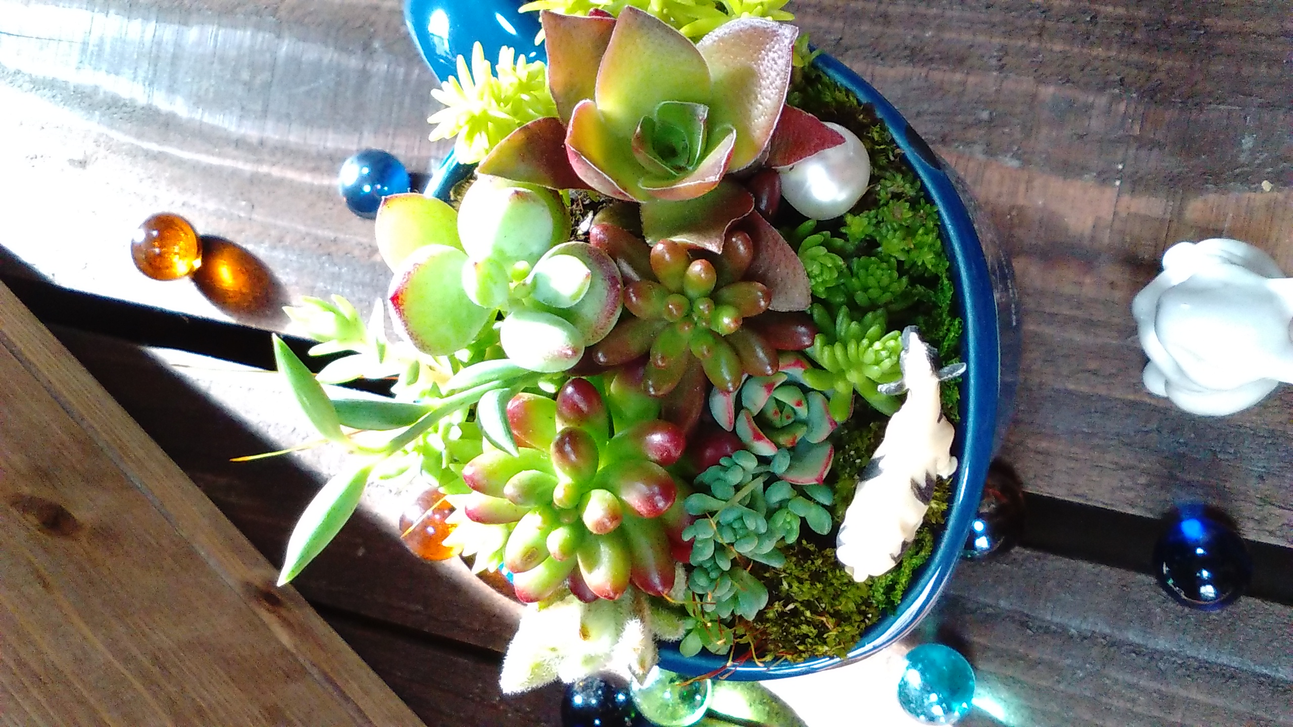 CHANEL様御専用★多肉植物　寄せ植え〜スター寄せ ◡̈︎ 今日も寄せ植え🎵 @goru_ta29 さんに作ってもらったロゴ鉢