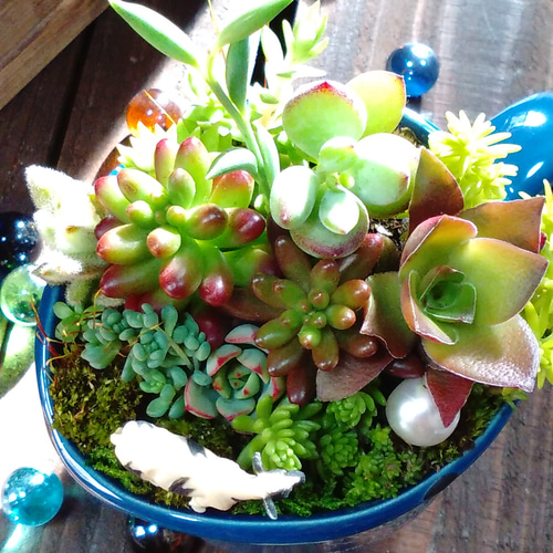 多肉植物 寄せ植え 木箱 ちまちま寄せ ステンシル オリジナル 虹の玉