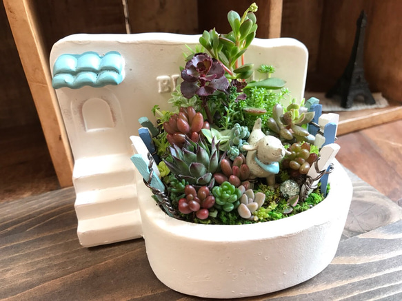 青い屋根の店先で*∮多肉植物の寄せ植え∮箱庭仕立て＊テラコッタ