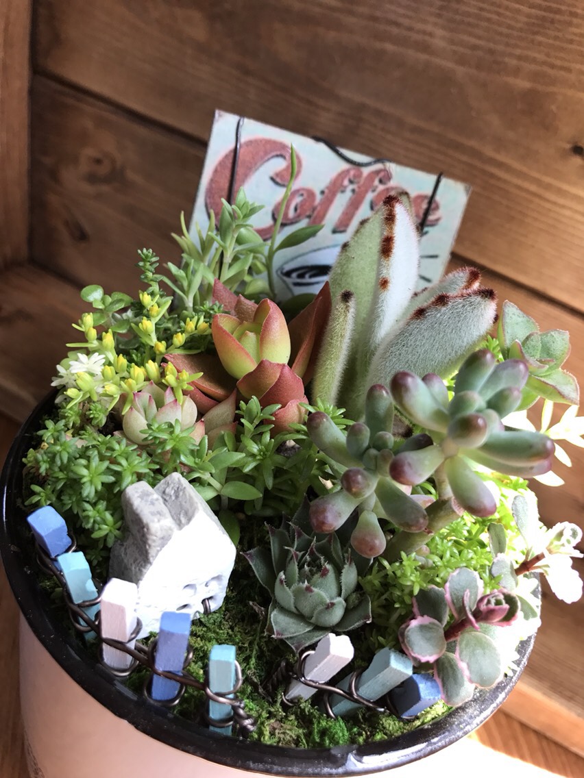 休息の日*∮多肉植物の寄せ植え∮箱庭＊琺瑯＊メビナ＊乙女心＊月兎耳