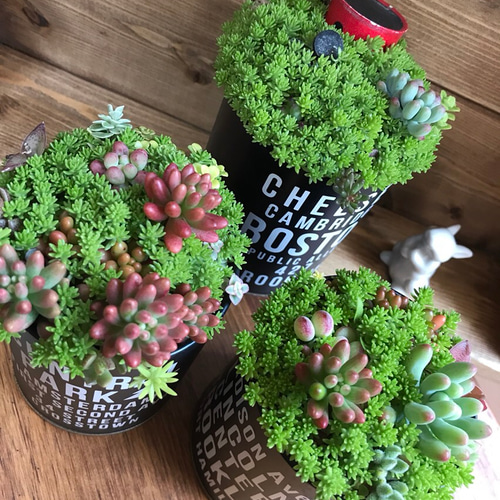 多肉植物☆寄せ植え3点セット