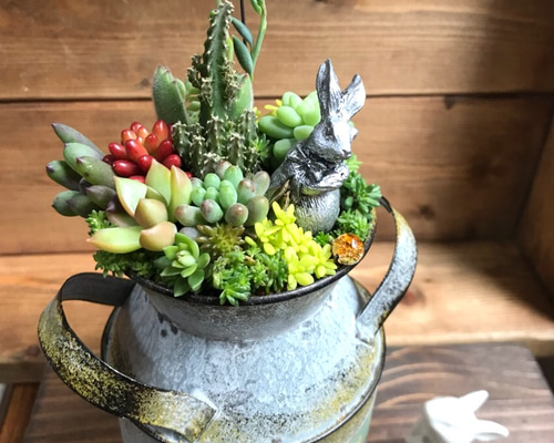 再販＊もじもじうさぎ、その後。①∮多肉植物の寄せ植え∮箱庭風