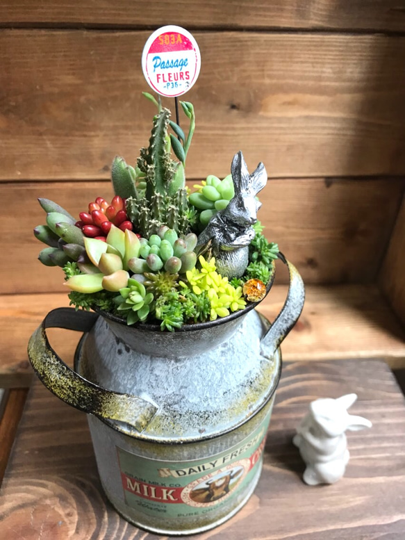 再販＊もじもじうさぎ、その後。①∮多肉植物の寄せ植え∮箱庭風