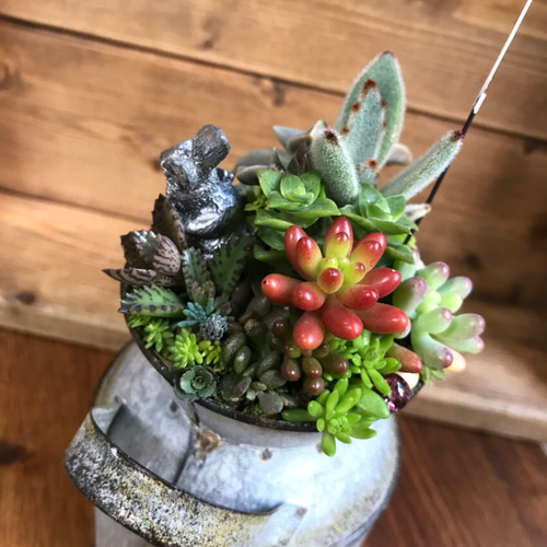 再販＊もじもじうさぎ、その後。①∮多肉植物の寄せ植え∮箱庭風