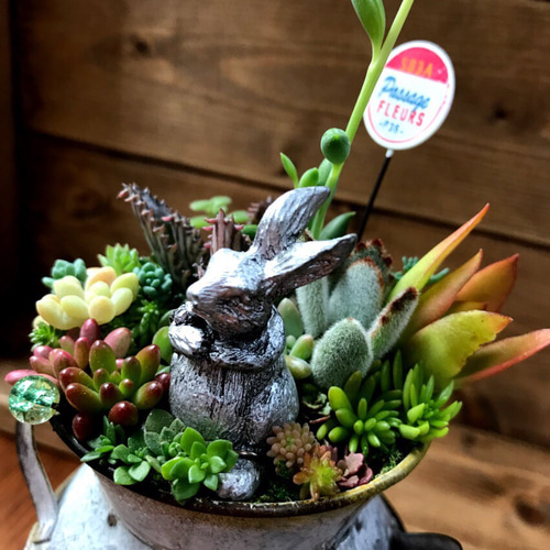 再販＊もじもじうさぎ、その後。①∮多肉植物の寄せ植え∮箱庭風