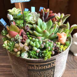 春が来た*ⅱ∮多肉植物寄せ植え∮リメ缶＊錆び風ペイント