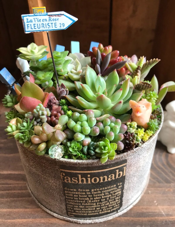 春が来た*ⅱ∮多肉植物寄せ植え∮リメ缶＊錆び風ペイントダメージ加工
