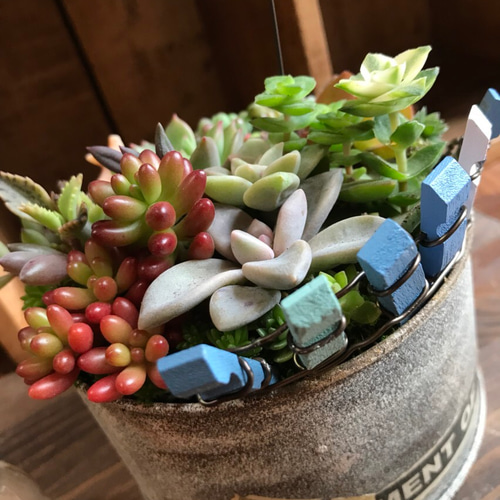 春が来た*ⅱ∮多肉植物寄せ植え∮リメ缶＊錆び風ペイントダメージ加工