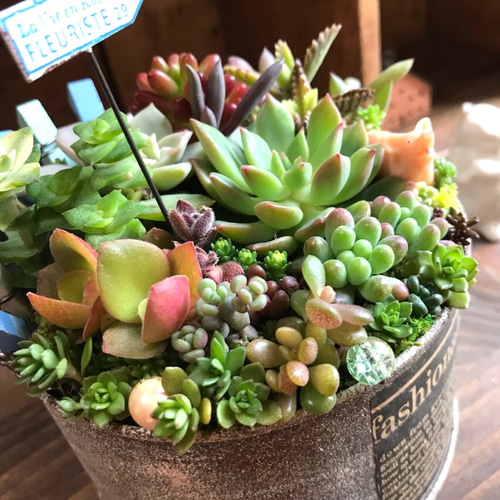 春が来た*ⅱ∮多肉植物寄せ植え∮リメ缶＊錆び風ペイント