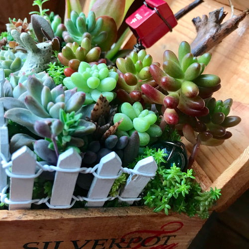 ☆多肉植物 寄せ植え〜手作り木製HOUSE てこずっ うさぎさんの
