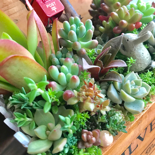 お返事まだかな♪」∮多肉植物の寄せ植え∮箱庭*木箱プランター お返事まだかな♪」∮多肉植物の寄せ植え∮箱庭*木箱プランター