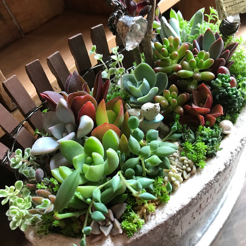 おかえりなさい♪」∮多肉植物の寄せ植え∮箱庭＊ハンドメイドピック