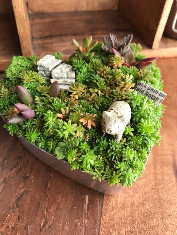 多肉寄せ植え♬箱庭♬子豚 ほっこり こぶた日和＊】∮多肉植物の寄せ植え∮箱庭＊セダム＊ルビー