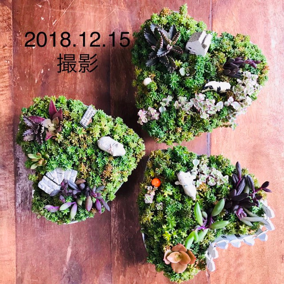 【ほっこり うしさん日和＊】∮多肉植物の寄せ植え∮箱庭＊セダム＊リトルミッシー＊アルミ＊ハート＊ガーデンマスコット＊牛 1枚目の画像